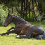 Homöopathie: Behandlung von Koliken beim Pferd- © Shawn Hamilton CLiX/stock.adobe.com
