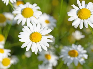 Arzneimittelbild: Chamomilla Recutita – die echte Kamille