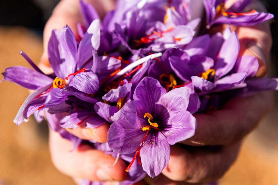 Alljährlich wählen die Wissenschaftler:innen der Herbal Medicinal Products Platform Austria (HMPPA) die Arzneipflanze des Jahres. Heuer ist ihre Wahl auf Safran gefallen. Diese Auszeichnung unterstreicht nicht nur die kulturelle und historische Bedeutung des Safrans, sondern vor allem seine vielfältigen Einsatzmöglichkeiten in der Medizin, insbesondere in der Homöopathie. Safran hat eine lange und farbenfrohe Geschichte, die bis in die Antike zurückreicht. Bereits bei den Ägyptern, Griechen und Römern wurde Safran nicht nur als Gewürz und Färbemittel geschätzt, sondern auch für seine medizinischen Eigenschaften. Im Mittelalter war Safran in Europa extrem wertvoll, nicht zuletzt wegen seiner Seltenheit und der aufwendigen Gewinnung. Die &hellip;