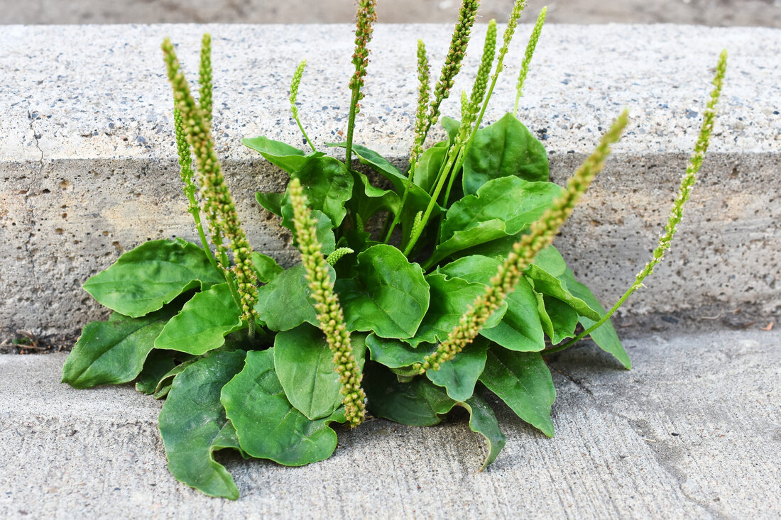 Die Blätter des Breitwegerichs erinnern in ihrer Form an die menschliche Fußsohle und so leitet sich der Namen Plantago vom Lateinischen „planta“ = Fußsohle ab. Das ebenfalls lateinische Wort „major“ bedeutet „größer“. Wegerich weist auf sein Vorkommen entlang von Wegen hin. Der Breitwegerich gehört zur Familie der Plantaginaceae (Wegerichgewächse) und ist eine widerstandsfähige, um nicht zu sagen „trittfeste“ krautige Pflanze. Dank seiner bis zu 80 cm langen Wurzeln kann er auf häufig begangenen Wiesenwegen, verdichteten Böden und selbst in Pflasterritzen wachsen. Wegerichpflanzen stammen ursprünglich aus Europa und sind heute weltweit verbreitet. Bodenständige löffelförmige, bis zu handtellergroße und flaumig behaarte Laubblätter …