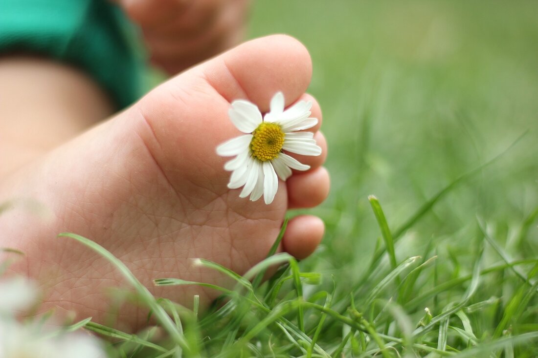 Gänseblümchen sind jedem Kind als hübsche Wiesenblume bekannt. Doch das zarte Pflänzchen ist als Bellis perennis ein wirksames homöopathisches Arzneimittel – das sich in der Homöopathie vor allem als Verletzungs-, Blutungs- und Wundheilungsmittel einen Namen gemacht hat. So weit verbreitet wie das Gänseblümchen wächst, so viele Namen trägt es auch: Maßliebchen, Marienblümchen, Tausendschön  – und auch Wundwurz und Beulenwurz, was auf auch gleich seine volksmedizinische Anwendung hinweist. Der wissenschaftliche Name, der auch in der Homöopathie verwendet wird, ist Bellis perennis – dieser setzt sich aus den Wörtern „bellis“ für „hübsch, schön“ und „perennis“ für „ausdauernd, mehrjährig“ zusammen. In der Homöopathie gilt &hellip;