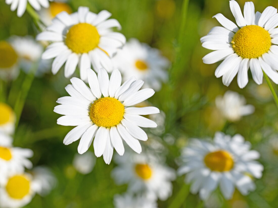 Kaum eine Arzneipflanze ist so beliebt und bekannt wie die Echte Kamille. In der Homöopathie hat sie als Kindermittel einen festen Platz. Doch auch für Erwachsene wird diese Arznei öfters benötigt. Diese vielseitige Pflanze gehört zur Familie der Korbblütler und ist somit ein direkter Verwandter von Gänseblümchen, Arnika, Löwenzahn, Ringelblume, Kopfsalat, Topinambur, Schwarzwurzel und vieler anderer Heil- und Nutzpflanzen. Die Echte Kamille ist eine einjährige, bis zu 60 cm hohe krautige Pflanze. Die Blätter sind wechselständig und fiederspaltig, die aufrechten und kahlen Stängel sind stark verzweigt und tragen bis zu 120 einzelstehende Blütenköpfchen pro Pflanze. Die weißen Zungenblüten umranden die &hellip;