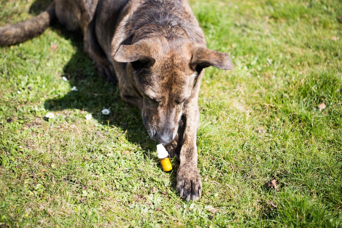 Homöopathische Arzneien werden nicht nur von und für uns Menschen genutzt, sie finden auch bei unseren Haustieren gerne Anwendung.  Egal, ob Hund oder Katze, Pferd, Rind, Schwein, Hamster, Meerschweinchen u.v.m.: Die Homöopathie kann viele verschiedene Beschwerden unserer Vierbeiner lindern. Welche 5 homöopathischen Arzneien in der Behandlung unserer Tiere am häufigsten vorkommen, haben wir hier für euch zusammengefasst! Calendula officinalis Die Calendula officinalis („Ringelblume“) ist in vielen österreichischen Gärten beheimatet. Sie ist vor allem für ihre entzündungshemmende, wundheilende und immunstimulierende Wirkung bekannt. Bei schlecht heilenden Wunden kann sie zudem stark heilungsfördernd wirken. Gleichzeitig hemmt sie die Bildung von wildem Fleisch – einer &hellip;