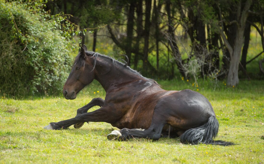 Schon vor tausenden von Jahren begann sich eine Beziehung zwischen Mensch und Pferd zu entwickeln. Die edlen Tiere wurden als unersetzliche Helfer geschätzt – und heute auch als treue Freizeitkameraden, um deren Wohl wir uns sorgen. Für viele Pferdebesitzer ist die bei den Huftieren häufige Erkrankung Kolik ein angstbesetztes Thema. Hier wollen wir euch mehr über Koliken beim Pferd erzählen und darüber aufklären welche homöopathischen Mittel bei Koliken öfter zur Anwendung kommen. Was ist eine Kolik? Der Begriff Kolik beschreibt keine Erkrankung im klassischen Sinn, sondern ist ein Sammelbegriff für im Bauchraum angesiedelte Schmerzsymptome. Koliken beim Pferd können unterschiedlich verlaufen …