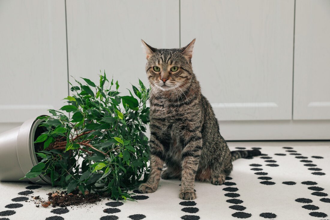 In der Veterinärmedizin liegen ganzheitliche Behandlungsansätze, wie die Homöopathie, stark im Trend. Wie aber kann bei Katzen eine ganzheitliche Betrachtungsweise für verschiedene Symptomatiken angewendet werden? Am Anfang wird hierfür eine professionelle Anamnese von einem homöopathisch agierenden Tierarzt durchgeführt. Wie auch in der Humanmedizin ist der Wirkungskreis der Homöopathie bei Katzen weit gespannt und kann bei akuten sowie bei chronischen Erkrankungen zum Einsatz kommen. Bei Verletzungen, wie beispielsweise Knochenbrüchen kann Homöopathie begleitend, wie z.B. im Anschluss an einen notwendigen Eingriff, zur Unterstützung der Knochenheilung eingesetzt werden, aber auch psychosomatische Auffälligkeiten wie Verhaltensprobleme bei Katzen können homöopathisch therapiert werden. Typische Verhaltensprobleme bei Katzen …