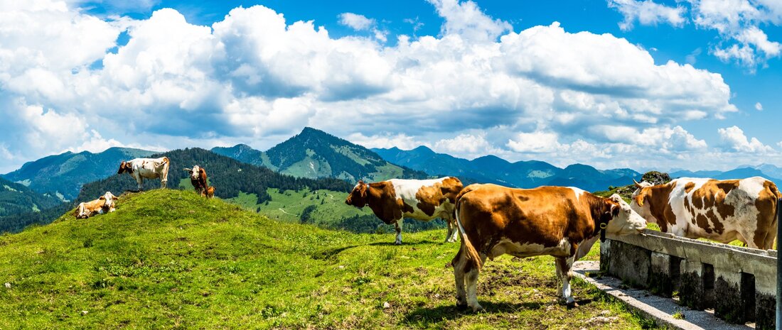 Dipl-TA Michael Ridler ist seit 1999 Tierarzt in Höhnhart und seit 2015 Fachtierarzt für Homöopathie. In einem ganz persönlichen Interview erzählt der Veterinärmediziner, wie er zur Homöopathie gefunden hat und welche Vorteile diese für die Nutztierhaltung hat. Wie haben Sie persönlich zur Homöopathie gefunden? Durch Schlüsselerlebnisse: Als Beispiel möchte ich den Fall einer Kuh mit linksseitiger Labmagenverlagerung schildern. Der Labmagen ist der vierte Magen der Kuh und kann sich v.a. im Zeitraum rund um die Geburt verlagern. Das heißt, dass er normalerweise im Bauch der Kuh rechts unten ist – in diesem Fall war er aber links oben. Die Besitzerin …