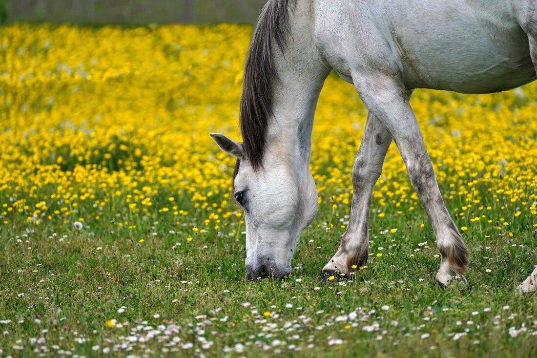 Die Wundheilung beim Pferd, besonders an den Beinen, bereitet leider oftmals Probleme. Mit der Heilpflanze Calendula, auch als Ringelblume bekannt, kann die Heilung aber hervorragend verbessert werden. Doch die orange Blüte kann noch viel mehr für unsere Pferde tun – und gehört eigentlich in jede Stallapotheke. Wundheilung bei Pferden verläuft (leider) manchmal anders als bei den Kleintieren wie Hund und Katze. Viele Pferde haben Probleme bei der Heilung, sei es die Bildung von Phlegmonen bei kleinen Wunden, ein verlangsamtes Zusammenziehen der Wundränder oder auch die Bildung von sogenanntem „wilden Fleisch“ bei klaffenden Wunden. Diese Heilung verläuft je nach Körperregion mal besser …