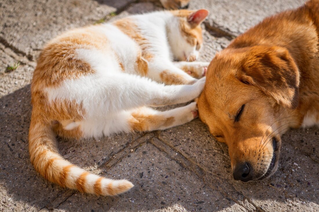 Dass Homöopathie wirkt und nicht nur auf den sogenannten Placebo-Effekt zurückzuführen ist, wie es einige Kritiker gerne behaupten, zeigt sich ideal am Beispiel der Veterinärhomöopathie: Denn die Körper der Tiere reagieren schnell auf Hochpotenzen und leiten die Selbstregulierung und -heilung ein. Die Homöopathie kann sowohl bei Einzel- als auch bei Herdentieren, zur Akutbehandlung oder auch zur Behandlung von chronischen Krankheiten eingesetzt werden. Unterschiede in der Anwendung bei Tieren und bei Menschen Prinzipiell unterscheidet sich die Behandlung von Tieren und Menschen kaum: Die Anamnese erfolgt mit dem Tierbesitzer des zu behandelnden Tieres, ähnlich wie mit den Eltern bei der Behandlung von …