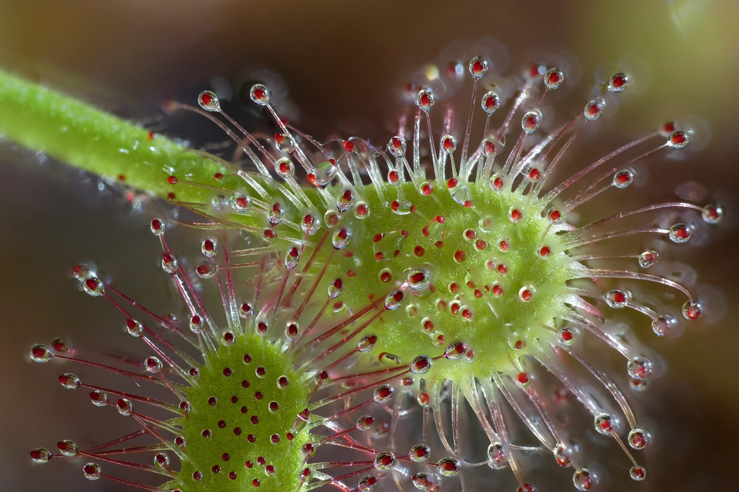 Sonnentau, Drosera - © Il911/stock.adobe.com