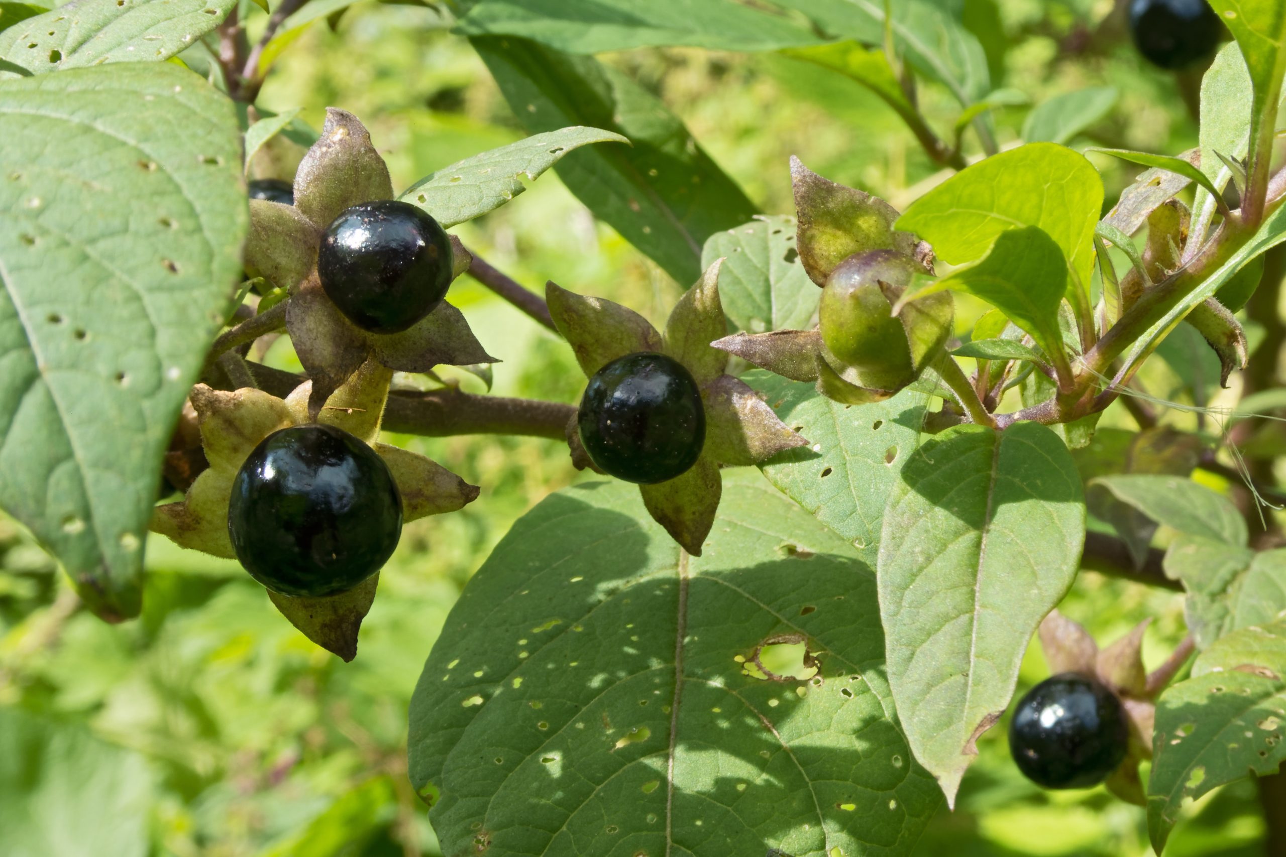 Blätter und reife Beeren der schwarzen Tollkirsche - © Jurgen Nickel/stock.adobe.com
