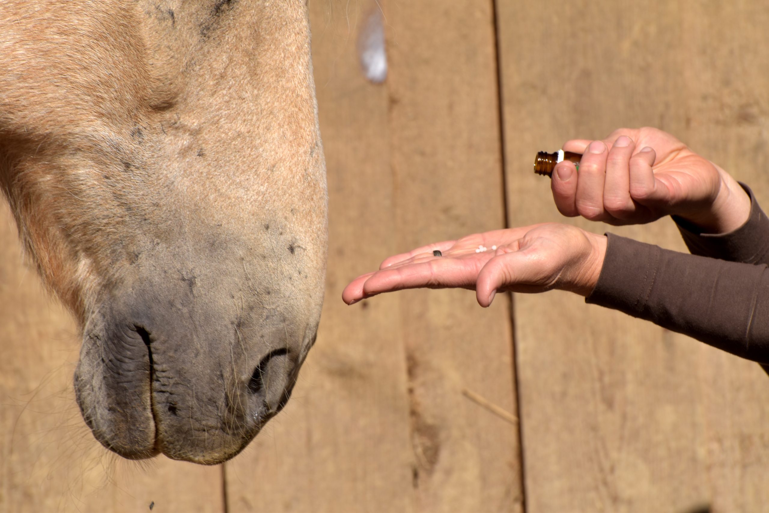 Im Gespräch: Dr. Petra Weiermayer über den Stellenwert der Homöopathie in ihrem Berufsalltag als Veterinärmedizinerin