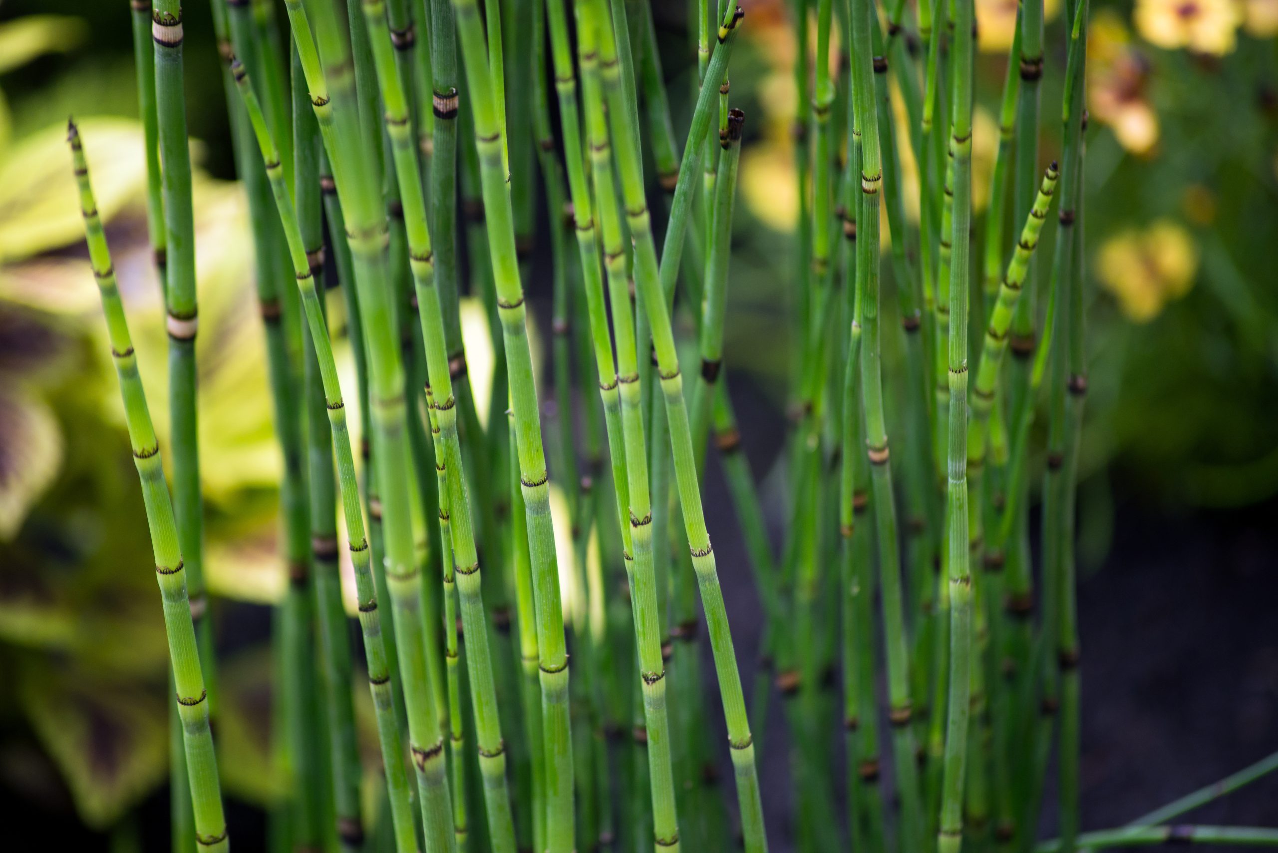 Winterschachtelhalm, Equisetum hyemale - © pixarno/stock.adobe.com